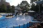 thumbs/seaworld 026.png